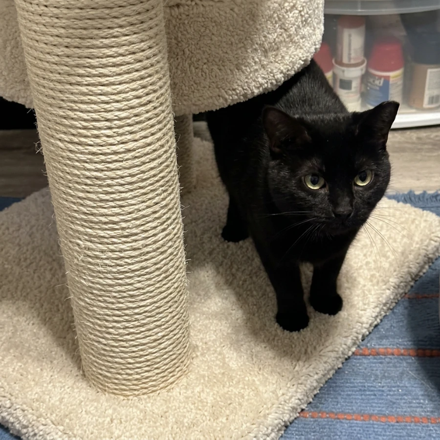 An adult medium-sized female Domestic Short Hair cat named Amy for adoption in Irmo, SC