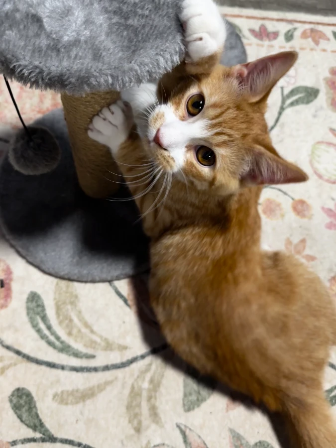 A baby unknown-sized male Mixed Breed cat named Jacque for adoption in Davison, MI