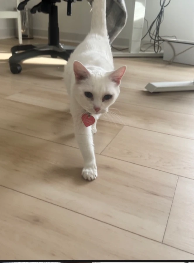 A senior large-sized female American Shorthair cat named Snowball for adoption in Lake Oswego, OR
