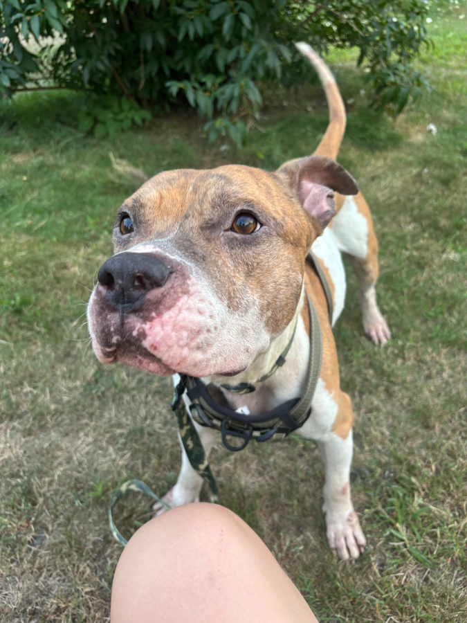 An adult large-sized male Yellow / Tan / Blond / Fawn Pit Bull Terrier dog named Durango for adoption in Lynnfield, MA
