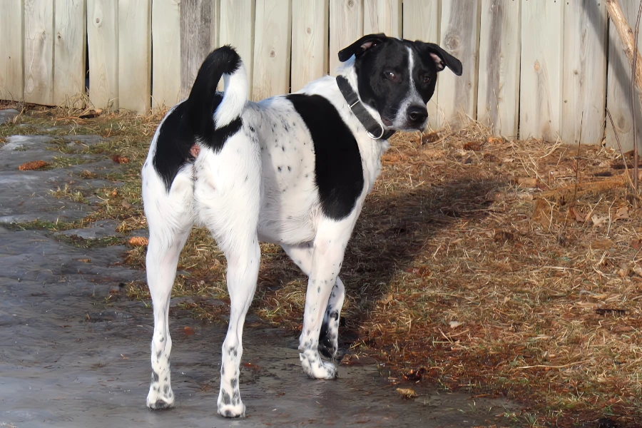 A young small-sized male Terrier dog named Spot for adoption in Cottage Grove, MN