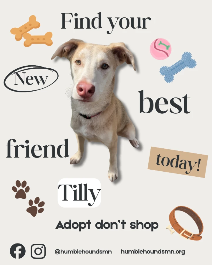 Tilly thumbnail 5