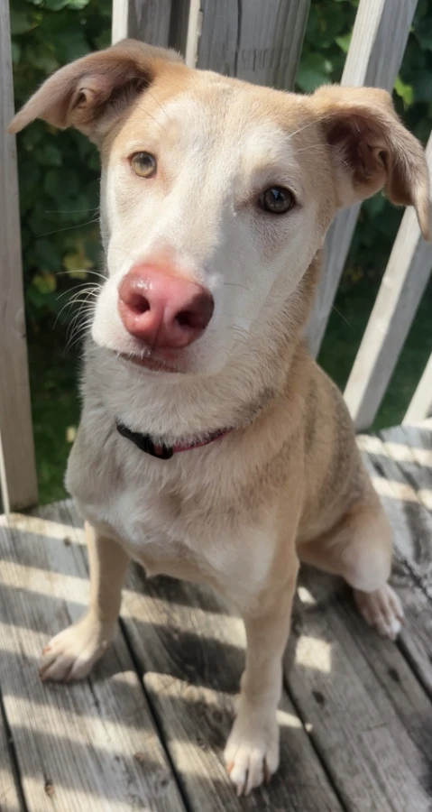 A young medium-sized female Labrador Retriever dog named Tilly for adoption in Cottage Grove, MN