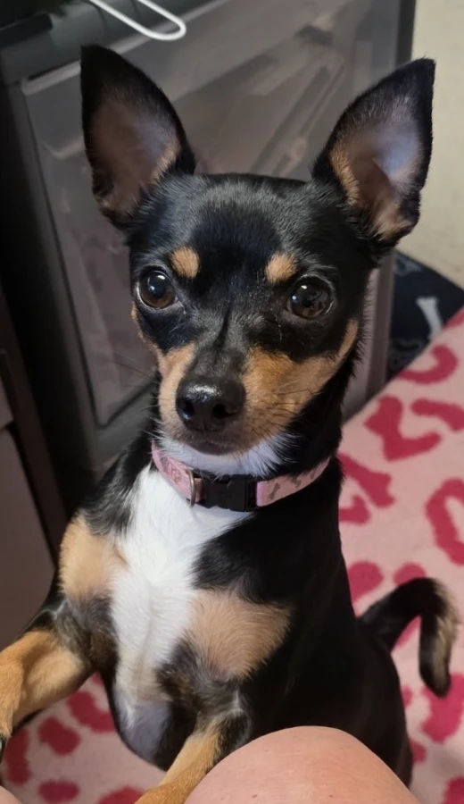 An adult small-sized female Chihuahua dog named Dazee May for adoption in Cottage Grove, MN