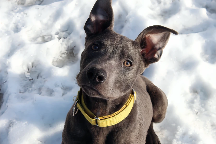 A young large-sized male Labrador Retriever dog named Rocky for adoption in Cottage Grove, MN
