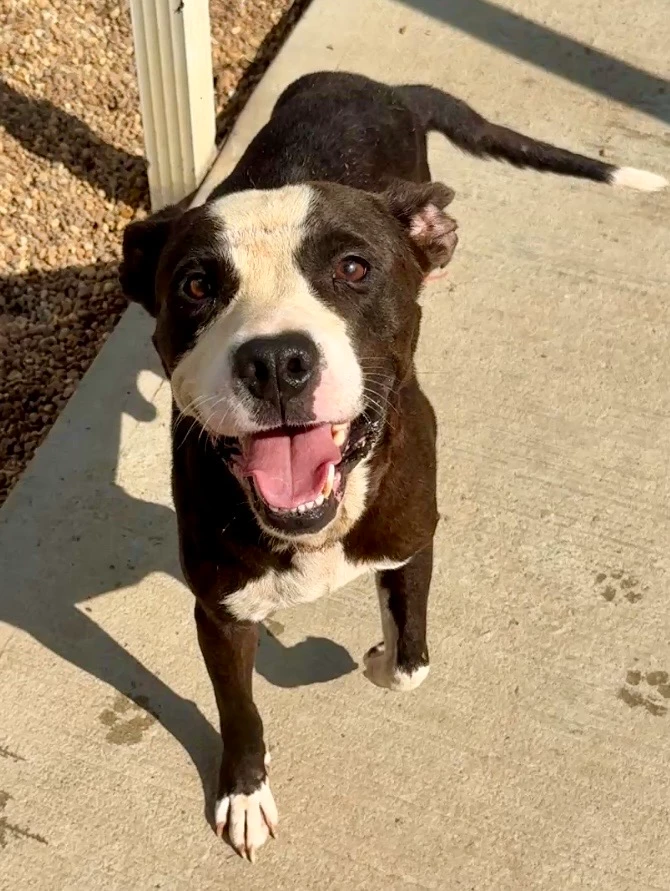 A young large-sized male Pit Bull Terrier dog named Polo for adoption in Phenix City, AL