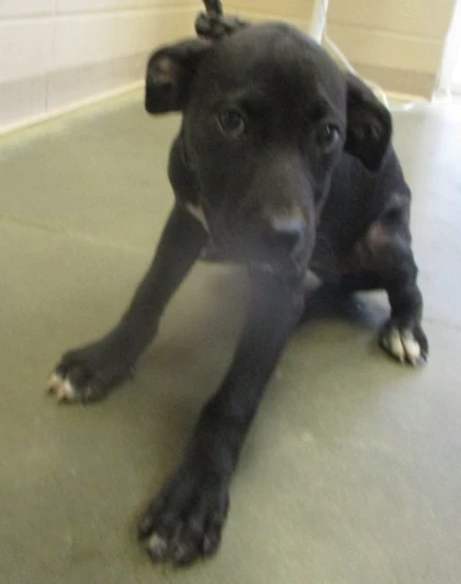 A baby small-sized female Black Labrador Retriever dog named Wanda for adoption in Phenix City, AL
