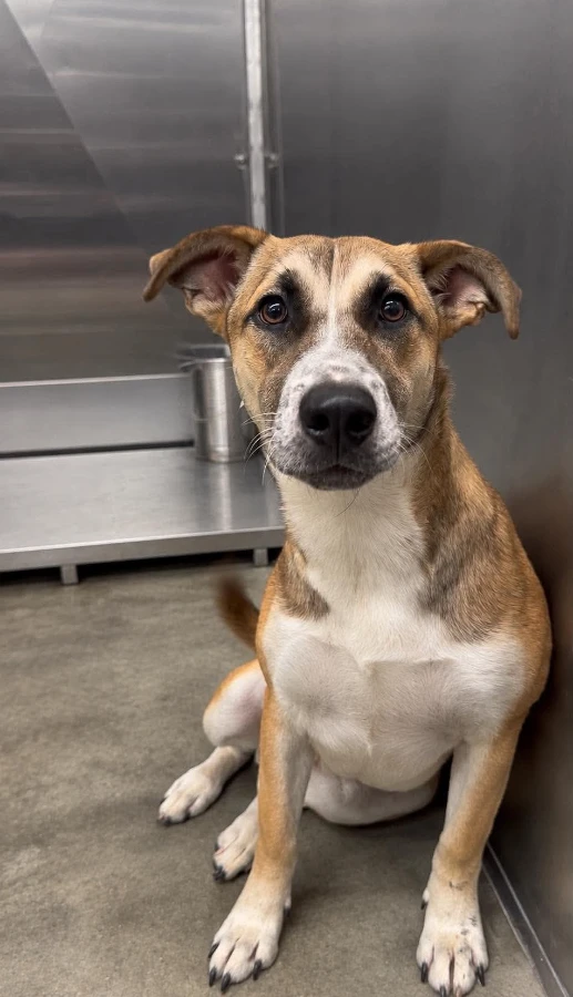 An adult large-sized female Mixed Breed dog named Elphie for adoption in Phenix City, AL