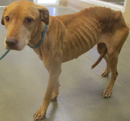 An adult large-sized female Mixed Breed dog named Sassy for adoption in Phenix City, AL