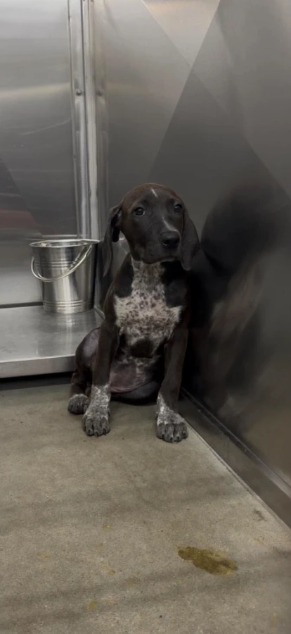 A young small-sized female Mixed Breed dog named Georgia for adoption in Phenix City, AL