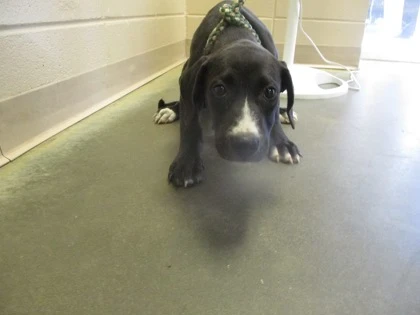 A baby small-sized female Black Labrador Retriever dog named Wendy for adoption in Phenix City, AL