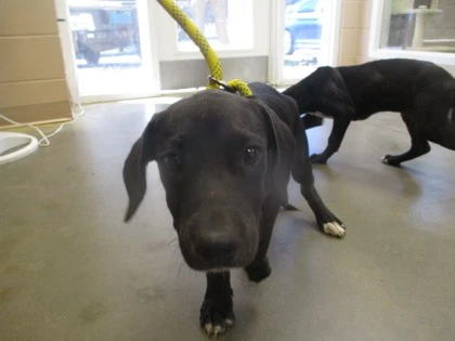 A baby small-sized female Labrador Retriever dog named Willow for adoption in Phenix City, AL
