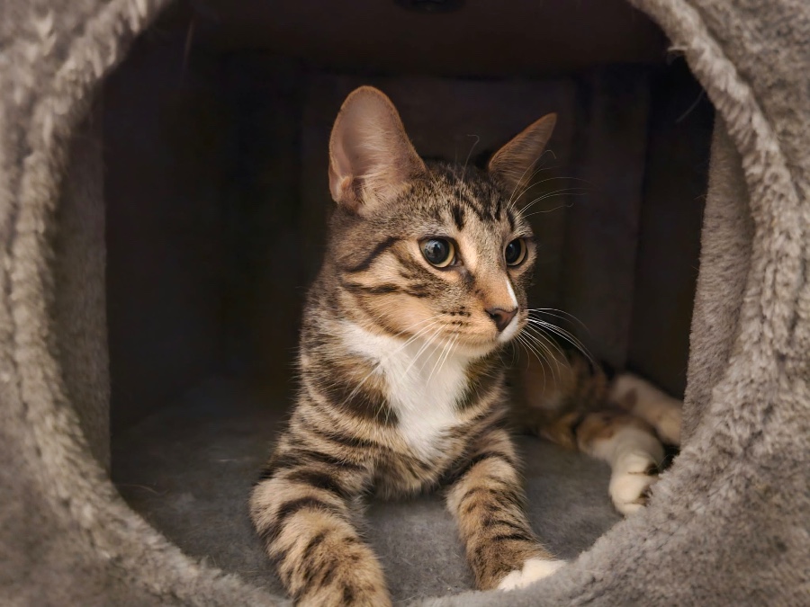 A baby small-sized male Domestic Short Hair cat named Soren for adoption in Brooklyn, NY