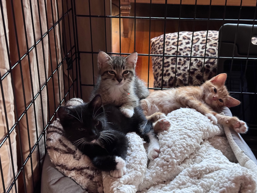 A baby small-sized male Black & White / Tuxedo Domestic Medium Hair cat named Absynthe for adoption in Brooklyn, NY