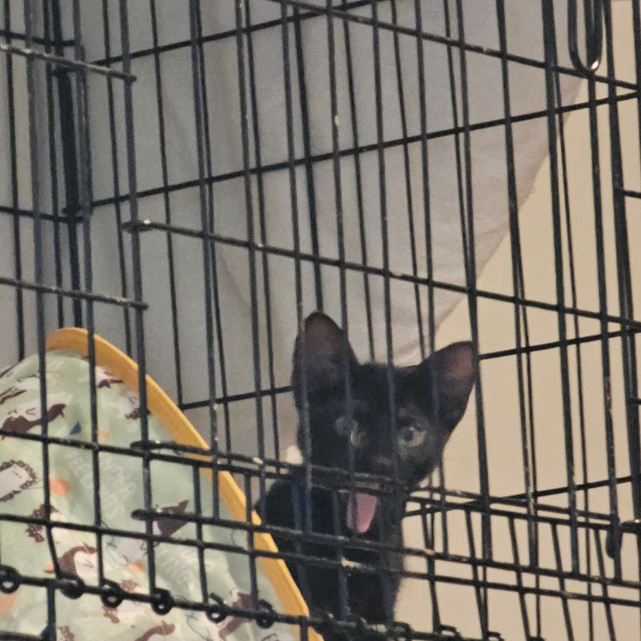 A baby small-sized male Domestic Short Hair cat named Foresti for adoption in Brooklyn, NY