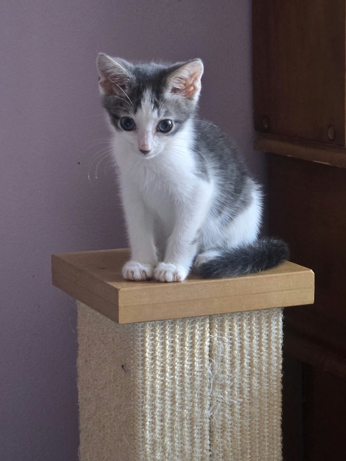 A baby small-sized female Domestic Short Hair cat named Lavender for adoption in Brooklyn, NY