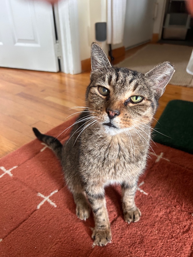 An adult medium-sized male Domestic Short Hair cat named Molongo for adoption in Brooklyn, NY