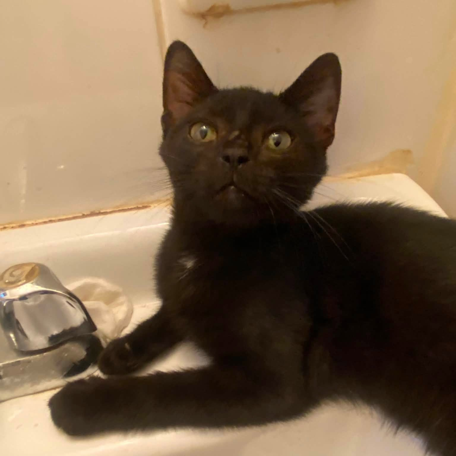 A baby small-sized female Domestic Short Hair cat named Misti for adoption in Brooklyn, NY