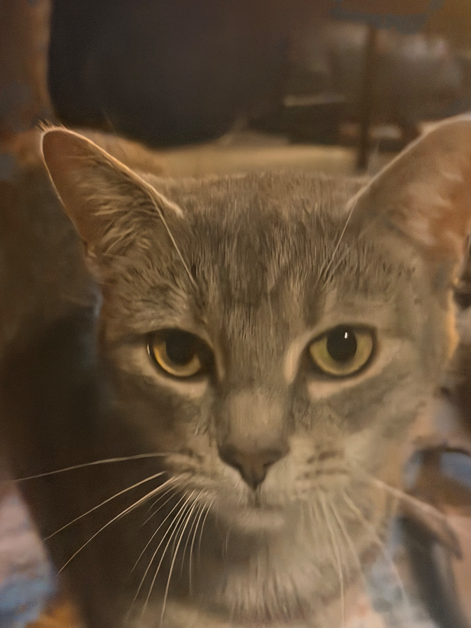 Bella