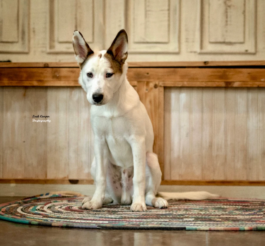 A baby medium-sized male Husky dog named Stitch for adoption in Henderson, KY