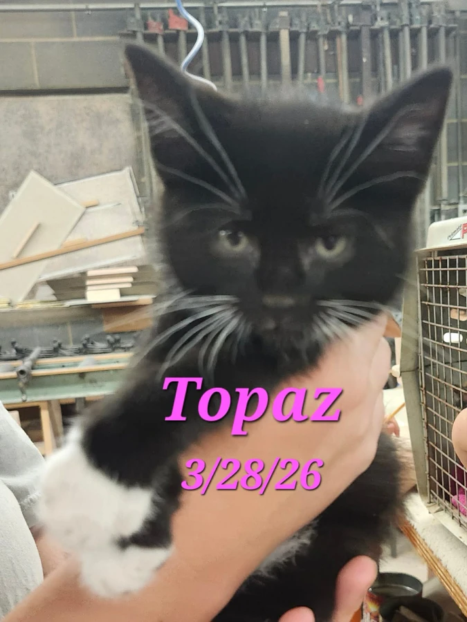 A baby small-sized female Black White Domestic Short Hair cat named Topaz for adoption in Morganton, NC