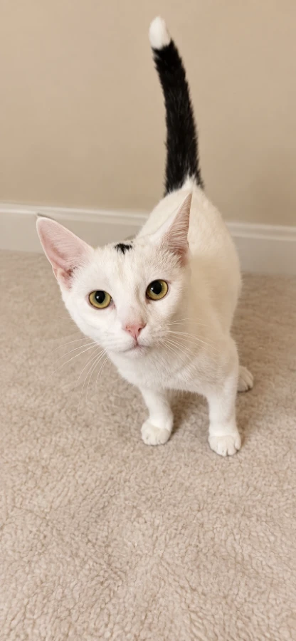 A baby small-sized male Dilute Calico Domestic Medium Hair cat named Nib for adoption in Morganton, NC