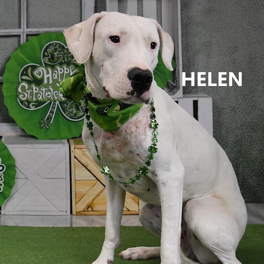 Helen thumbnail 2