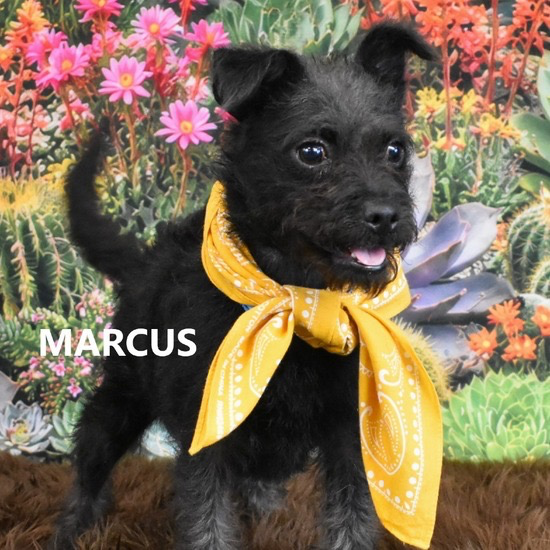 A baby small-sized male Wirehaired Terrier dog named Marcus for adoption in Scottsdale, AZ