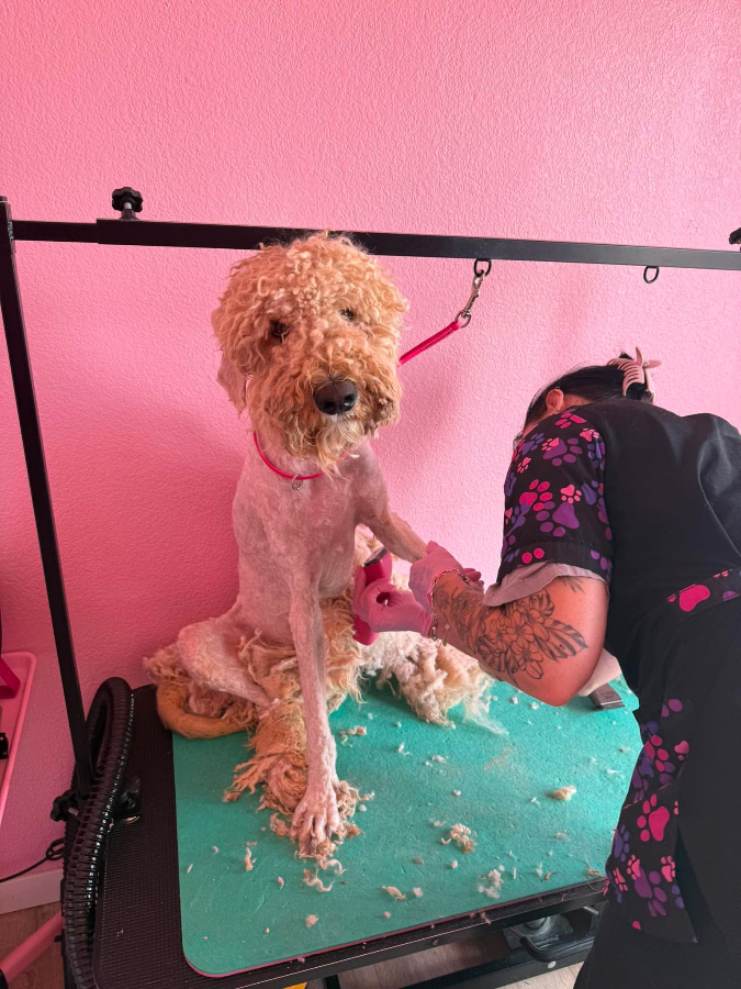 A young large-sized male Goldendoodle dog named Apollo for adoption in Scottsdale, AZ