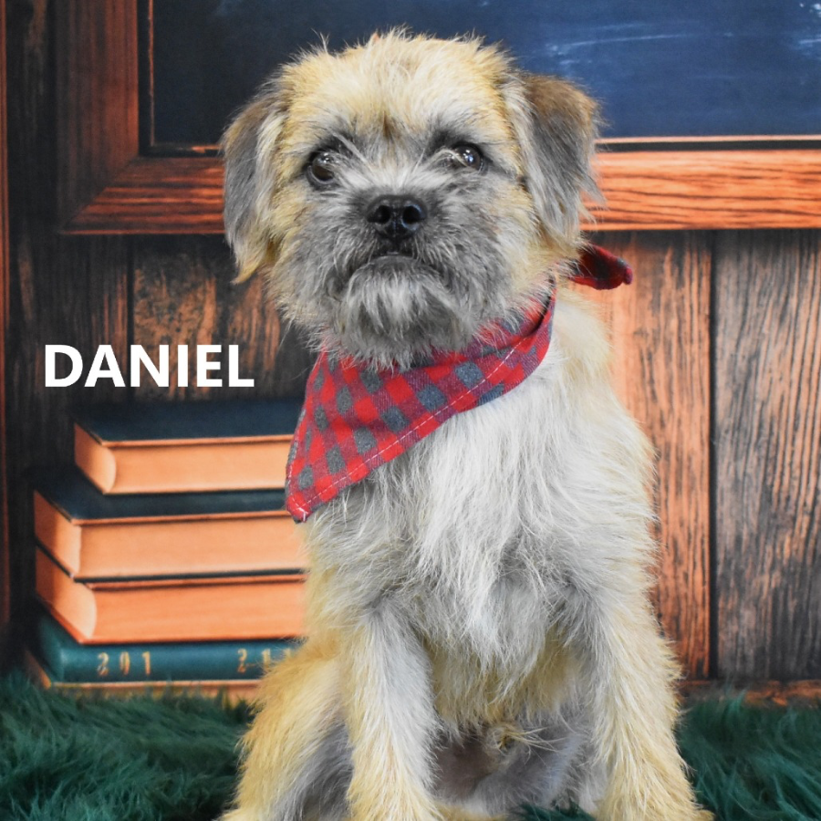 Daniel thumbnail 2