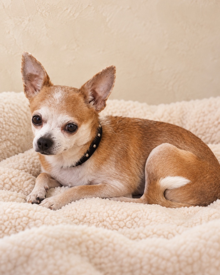 An adult small-sized male Chihuahua dog named Cimmron for adoption in Oklahoma City, OK