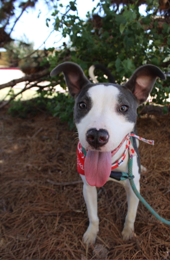 Daisy Mae thumbnail 5