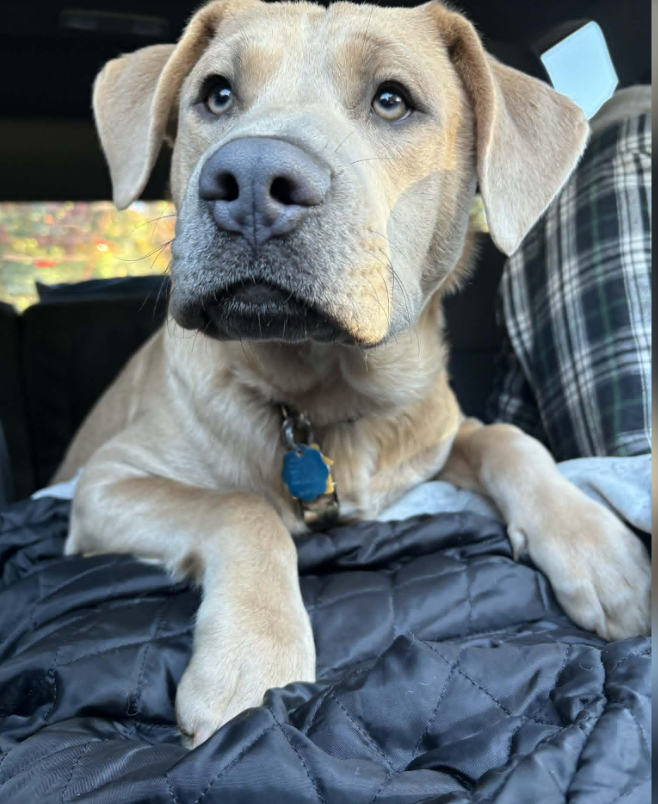 Bear