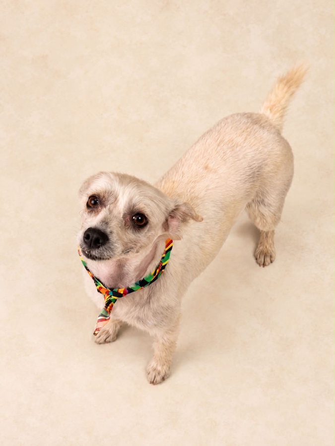 An adult small-sized female Cairn Terrier dog named Clara for adoption in Oklahoma City, OK
