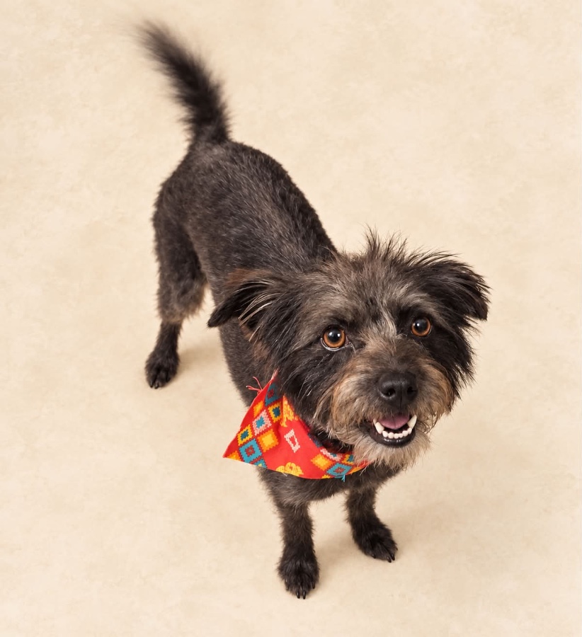 A young small-sized female Cairn Terrier dog named Eden for adoption in Oklahoma City, OK