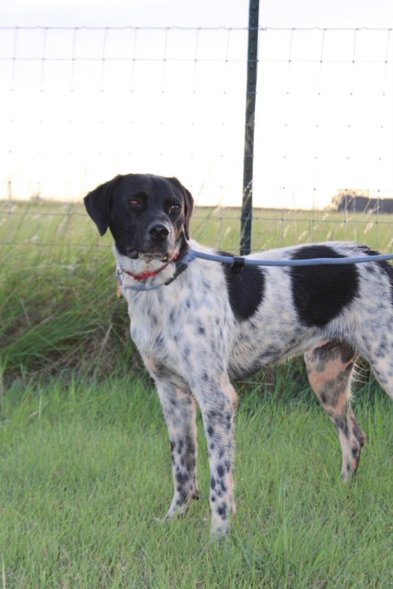 An adult large-sized male English Pointer dog named Benny for adoption in Oklahoma City, OK