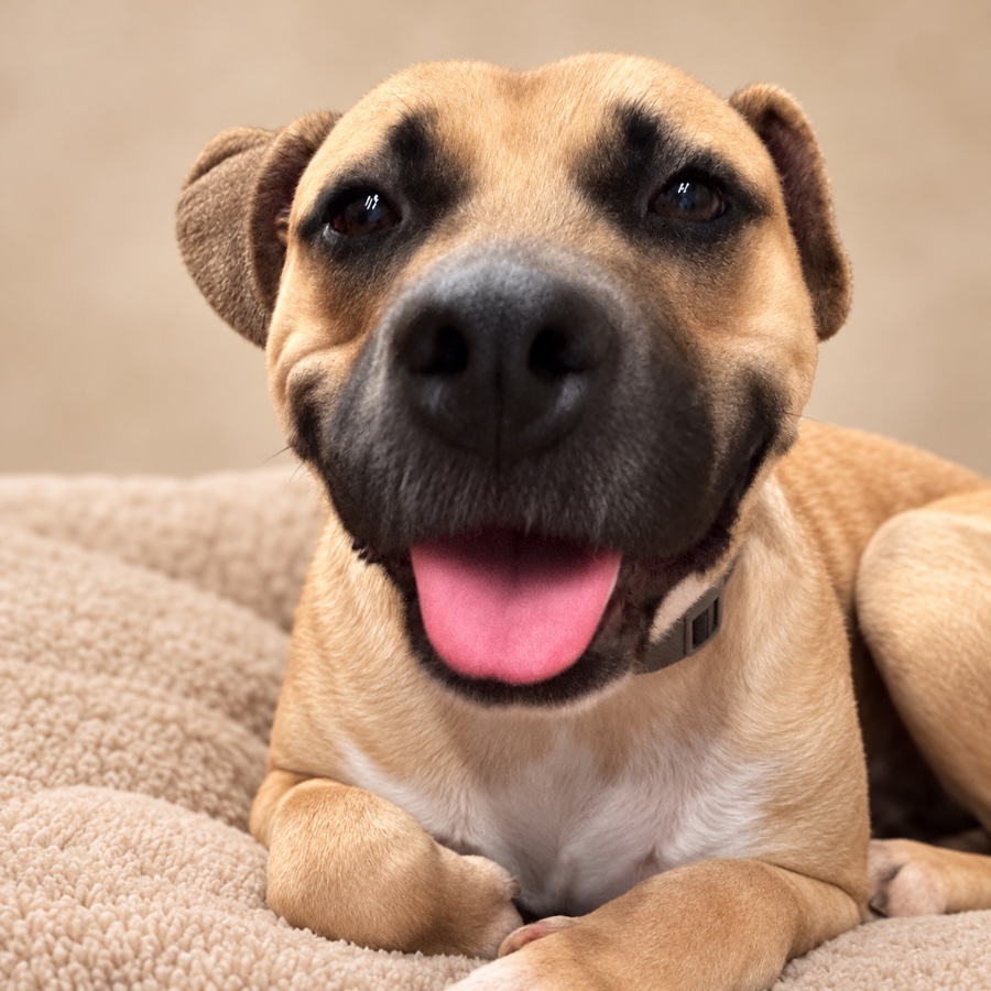 An adult large-sized male Black Mouth Cur dog named Kody for adoption in Oklahoma City, OK