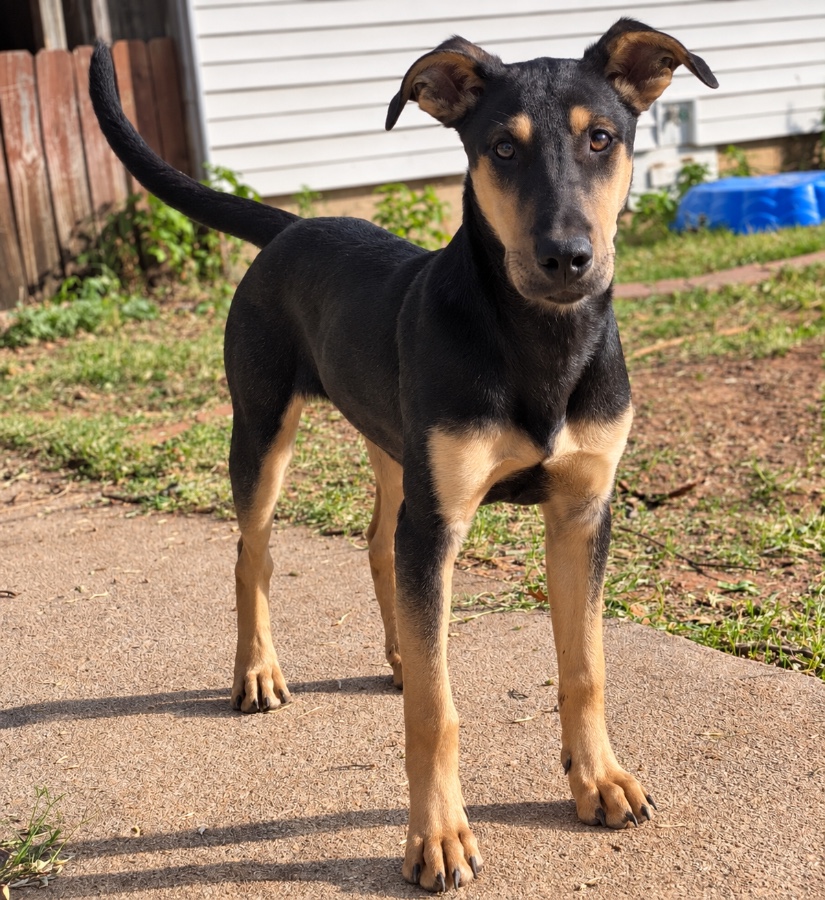 A baby large-sized male Black German Shepherd Dog dog named Buster for adoption in Oklahoma City, OK