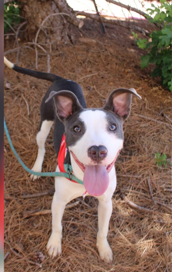 Daisy Mae thumbnail 4