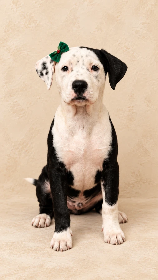 A baby medium-sized female Black Labrador Retriever dog named Mollie for adoption in Oklahoma City, OK