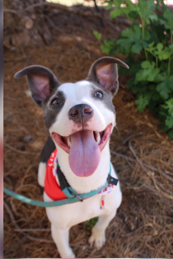 Daisy Mae