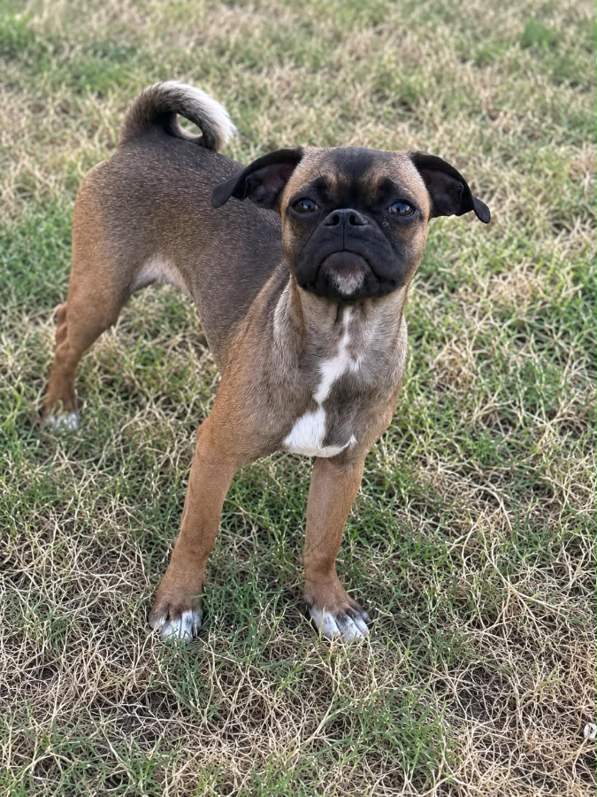 A baby small-sized female Pug dog named Claire for adoption in Oklahoma City, OK