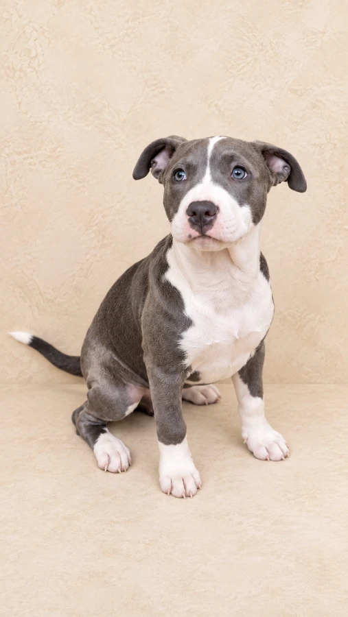 A baby medium-sized female Black Labrador Retriever dog named Pattie for adoption in Oklahoma City, OK