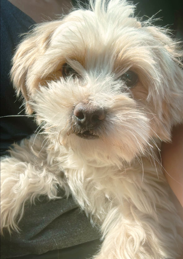 An adult small-sized male Maltese dog named Timmy for adoption in Oklahoma City, OK