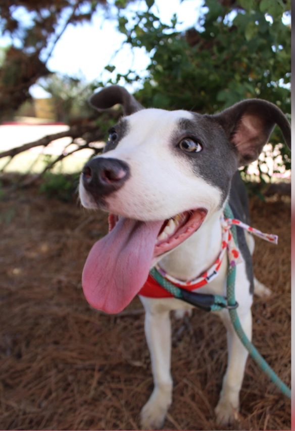 Daisy Mae thumbnail 3