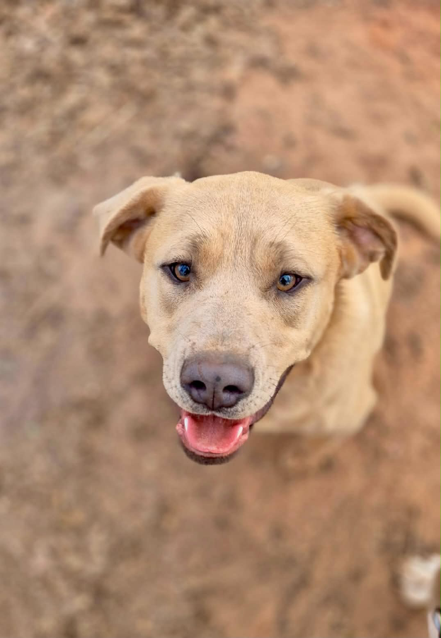 A young large-sized male Golden Labrador Retriever dog named Bear for adoption in Oklahoma City, OK