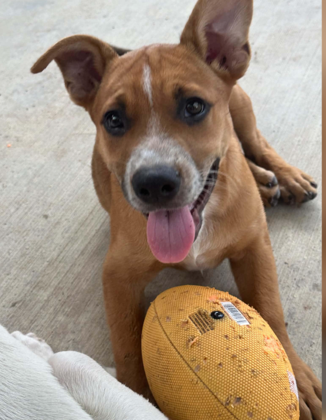 Cujo