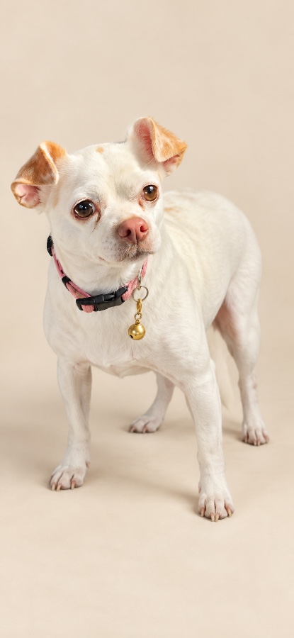 An adult small-sized female Chihuahua dog named Pheobe for adoption in Oklahoma City, OK