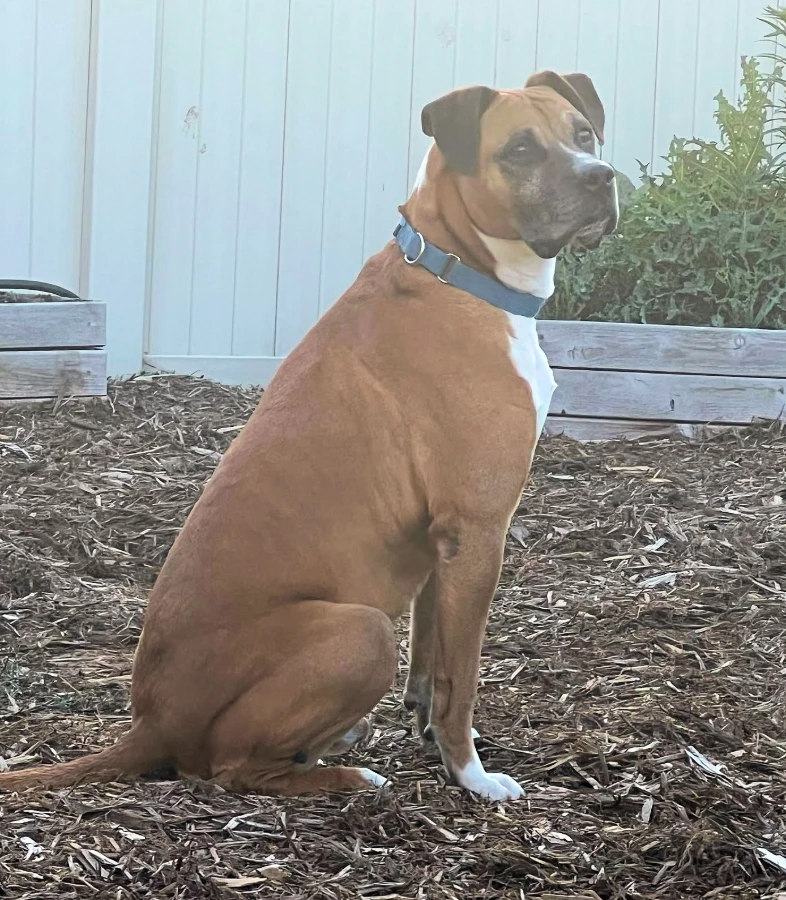 DUKE