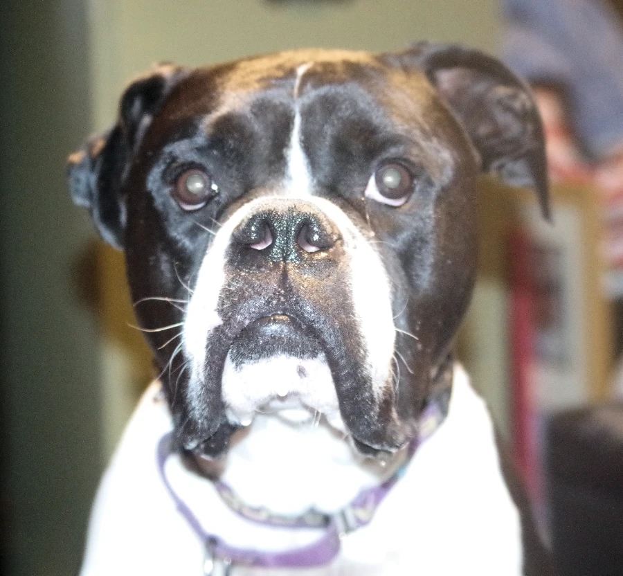 An adult large-sized male Boxer dog named TANK for adoption in Kuna, ID